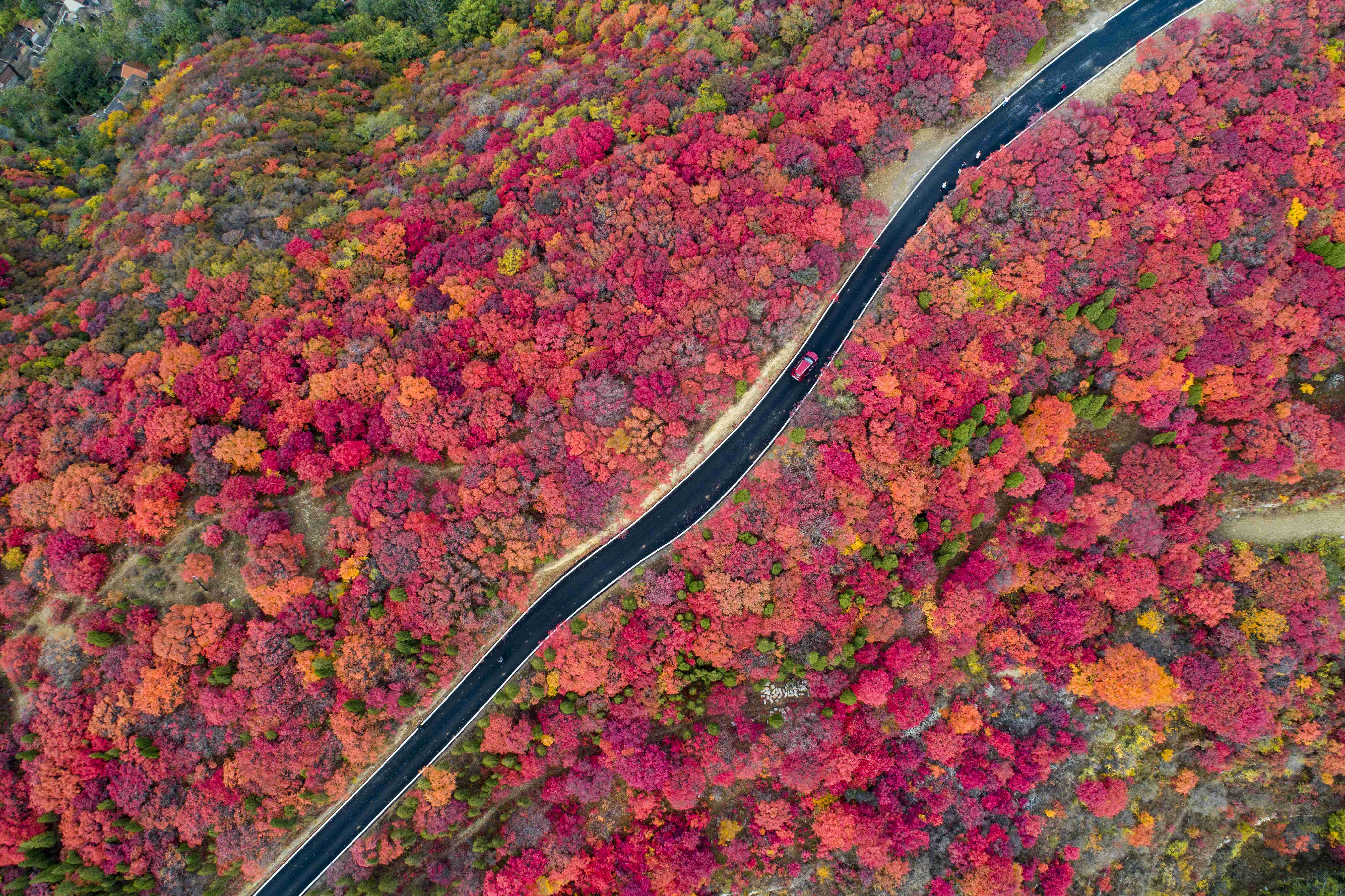 秋染淄博层林尽染红叶柿岩
