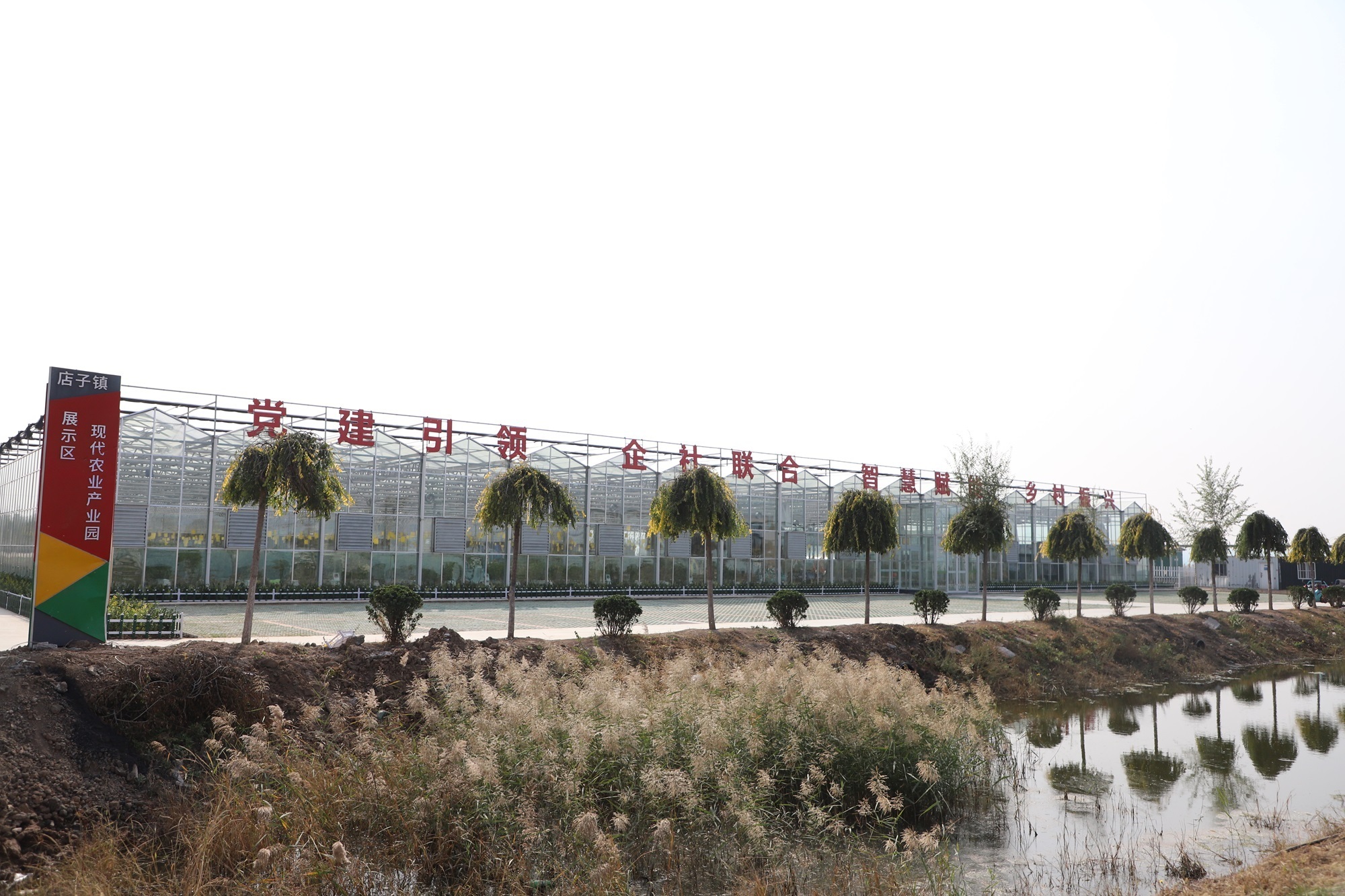 滨州市博兴县店子镇打造现代农业产业园让西红柿产业更红火