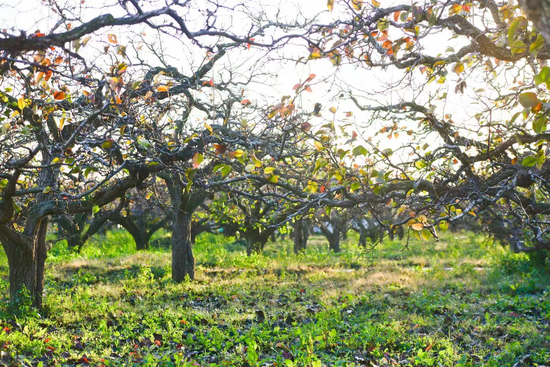 滨州市阳信县:秋染万亩梨园好风光 - 海报新闻