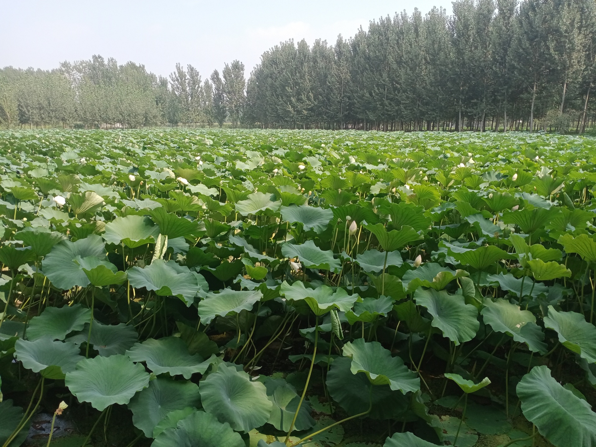 泰安市东平县新湖镇水中捞金掀起致富浪花