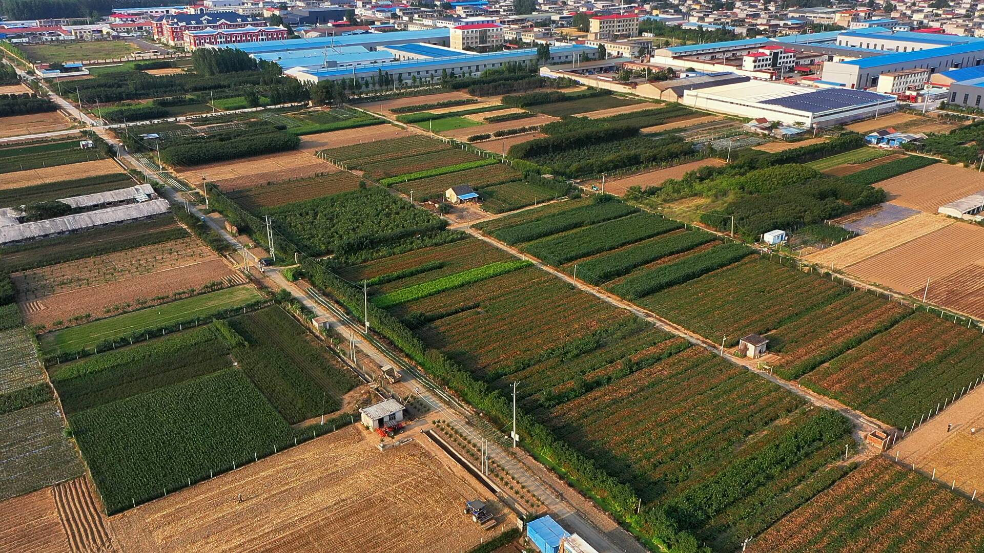 临沂市河东区：木瓜“链”出产业新图景