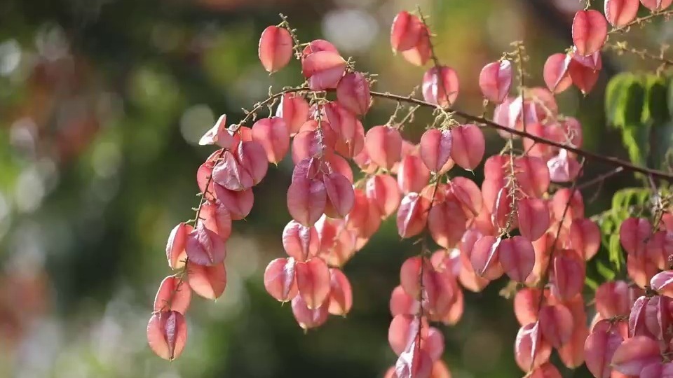 枣庄市薛城区：栾树花果尽显芳华