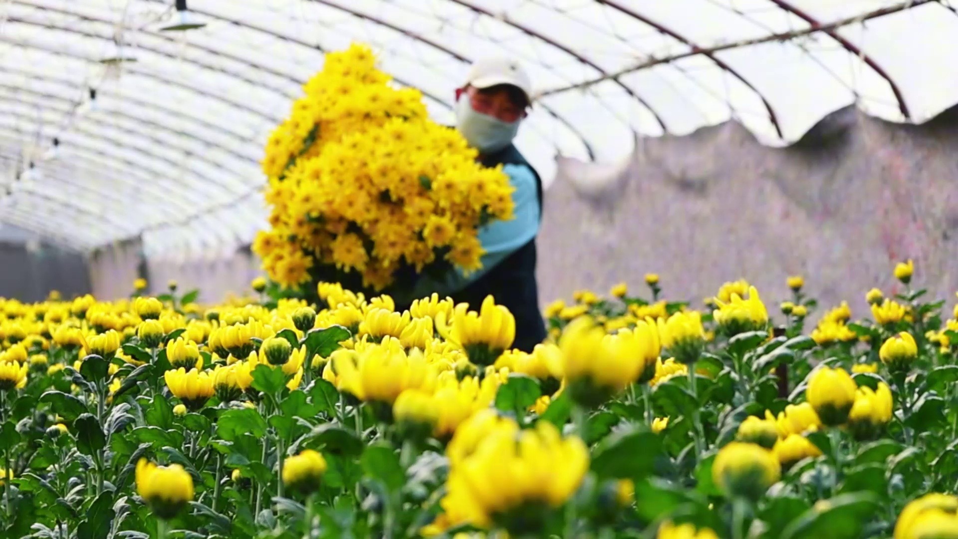 枣庄市峄城区：菊花产业拓宽致富路