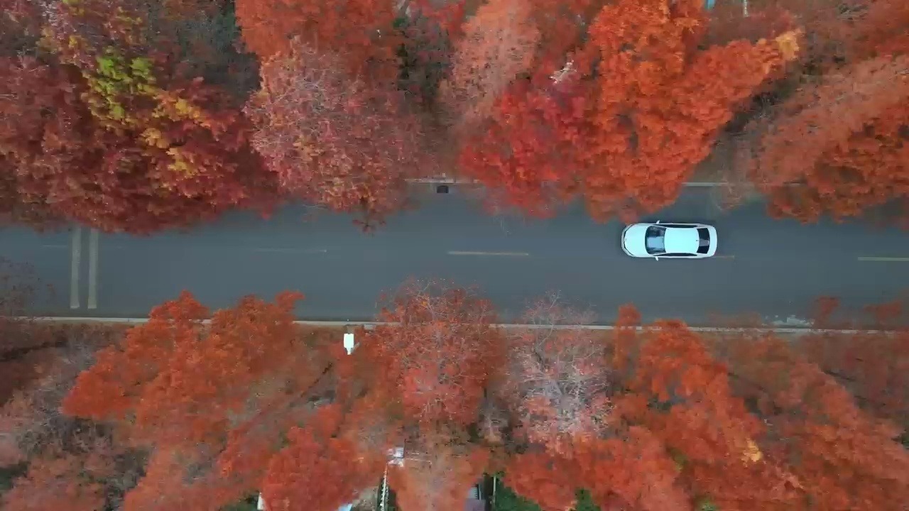 枣庄市薛城区：水杉层林浸染 扮靓城市冬景