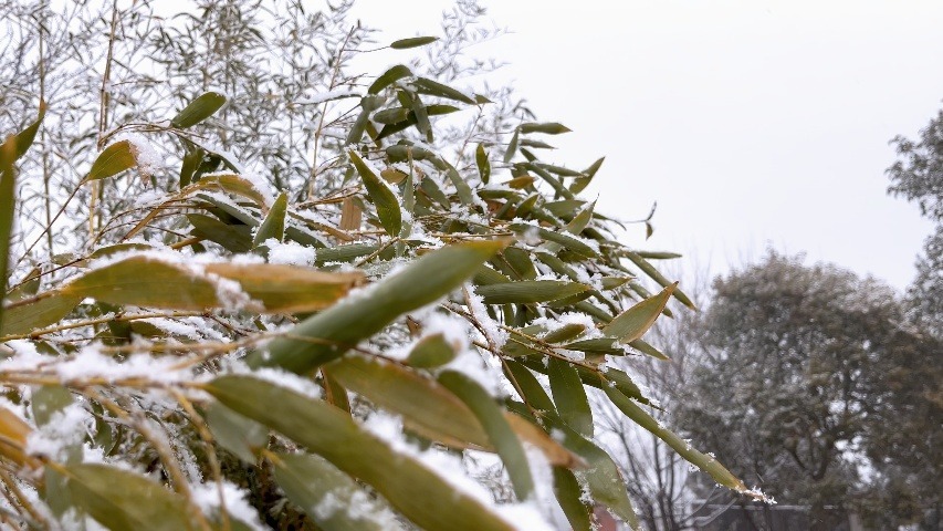 枣庄市薛城区：遇见初雪